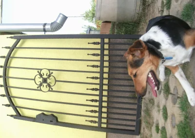 Kovácsoltvas kiskapu , kutya